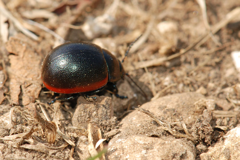 Chrysolina fimbrialis